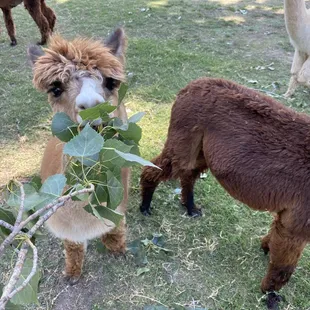 they love leaves!