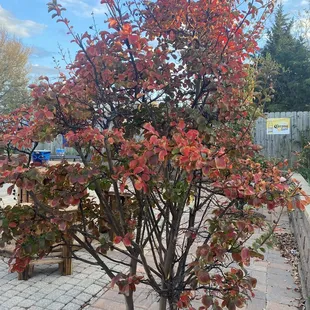 Patio beauty