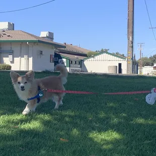 Dog outside the pro shop area