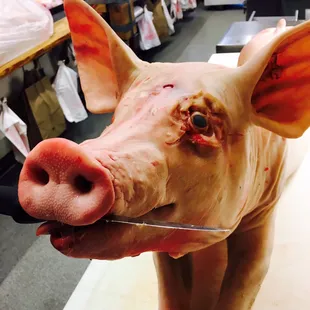 a fake pig head with a knife in it&apos;s mouth
