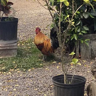 Mean rooster