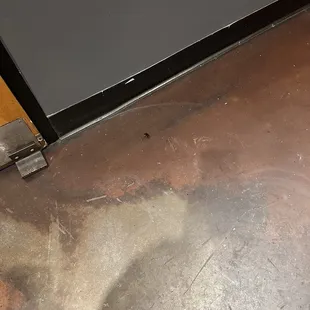 Dead cockroach. Simply nasty.