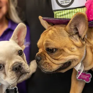 This is a picture of our shop dogs. They are French Bulldogs. They do not always come to work but love to greet customers when they do