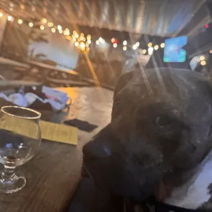 Luna was waiting for her glass. No beer for pups missy! lol.