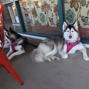 Relaxing after a fresh bowl of water