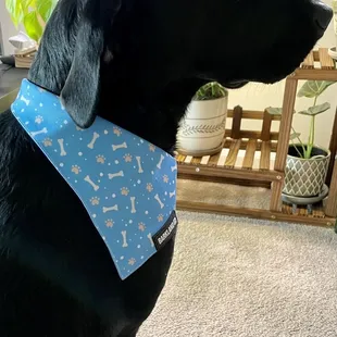 The cutest puppy bandana!