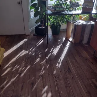 a sunlit room with plants