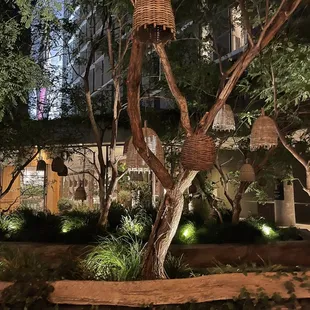 Gorgeous olive trees throughout