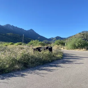 Entrance might have cattle ( open range)