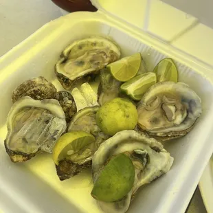 Oysters