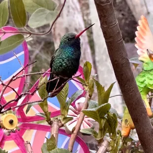 Broadbill Hummingbird 3/29/24