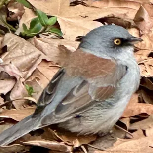 Yellowed eyed junco . 3/28/24