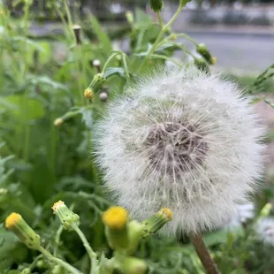 Dandelions!