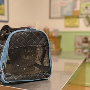 Joanne's first vet visit!