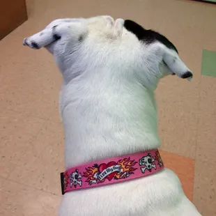 waiting patiently @ vet