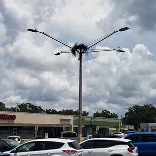 Osprey nest outside