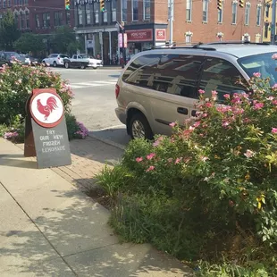 Roses outside of Roosters