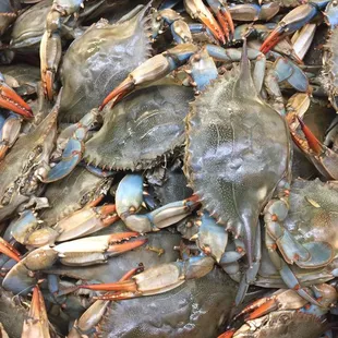Live blue crabs! Seasonal only