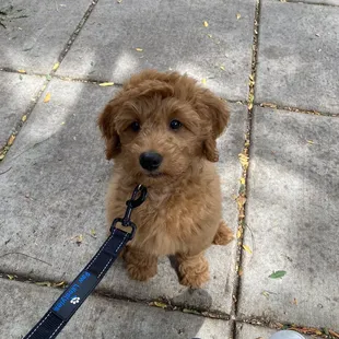 Mac says thanks for the fun leaves!