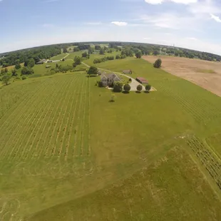 aerial view of the vineyard