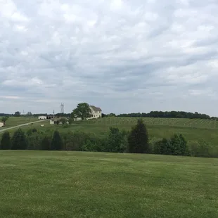 The vineyards and the bed and breakfast in the distance.