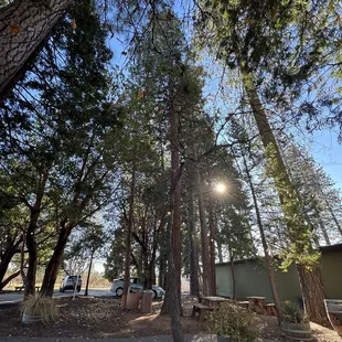 Tasting area underneath the trees