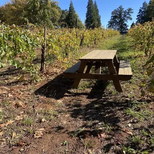 Choose this table, right in the vineyard