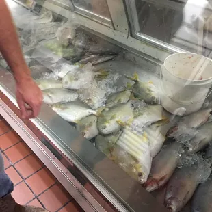 Fresh fish
