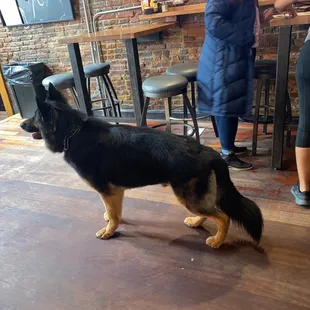 Big playful guy in the upper bar....he was so good