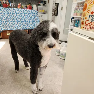 The one and only incomparable,  super duper, hostess with the mostess Maggie Mae.