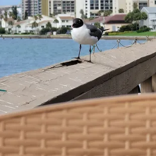 My breakfast buddy, and no, I did not feed him.