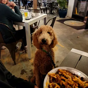Our puppy, Gumbeaux, joined us for dinner on the patio.
