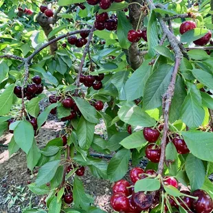 Maggiore Ranches