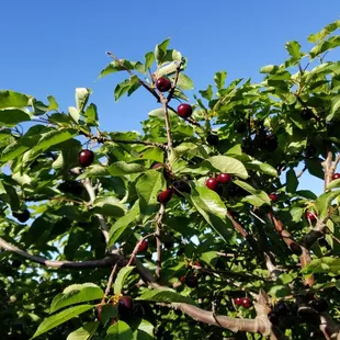 Cherries.