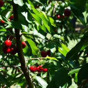 cherries growing on a tree