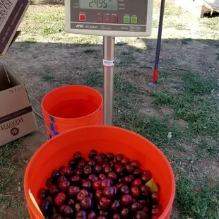 $3.50 /lb as of 5-20-17.