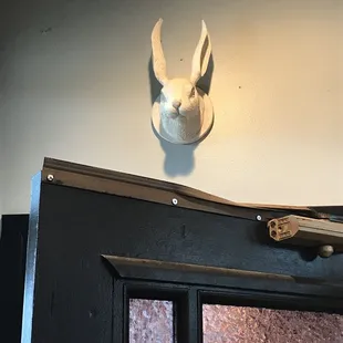 More rabbits