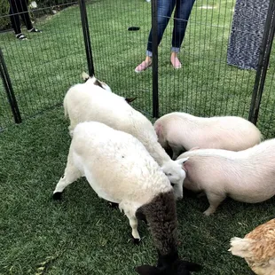 Sheep and pigs