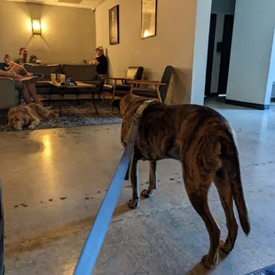 Super dog friendly inside