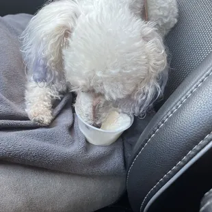 Pup cup