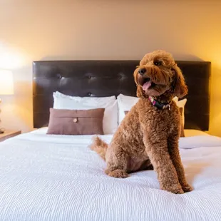 Pets stay free at Magnolia Hotels!