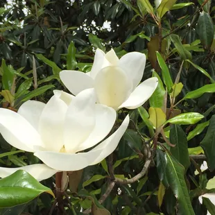 Why it's called Magnolia House and Gardens.