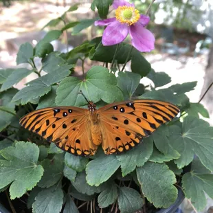 We have a thing about butterflies.