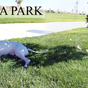 The HAPA does not want to go home...