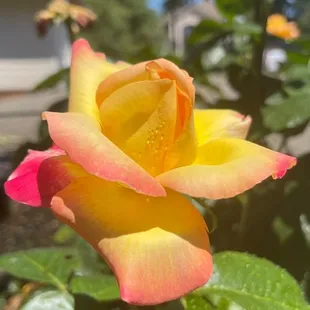 a yellow and pink rose