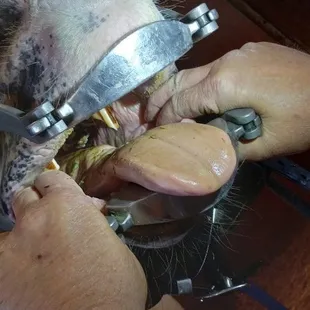 The ponies teeth. If you know horses you know this is bad and painful for the animal.