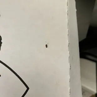 Roach on box of pizza