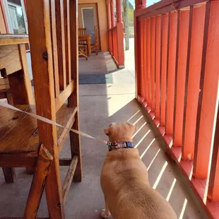 Dogs welcome on the patio