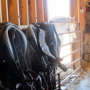 Love seeing the animals on site