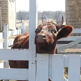 This cow is sweet tempered. This historic farm experience gives you an appreciation for the labor people used to do to survive.